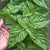 Basilico Mostruoso Basil - Herbs