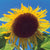 Black Russian Sunflower - Flowers