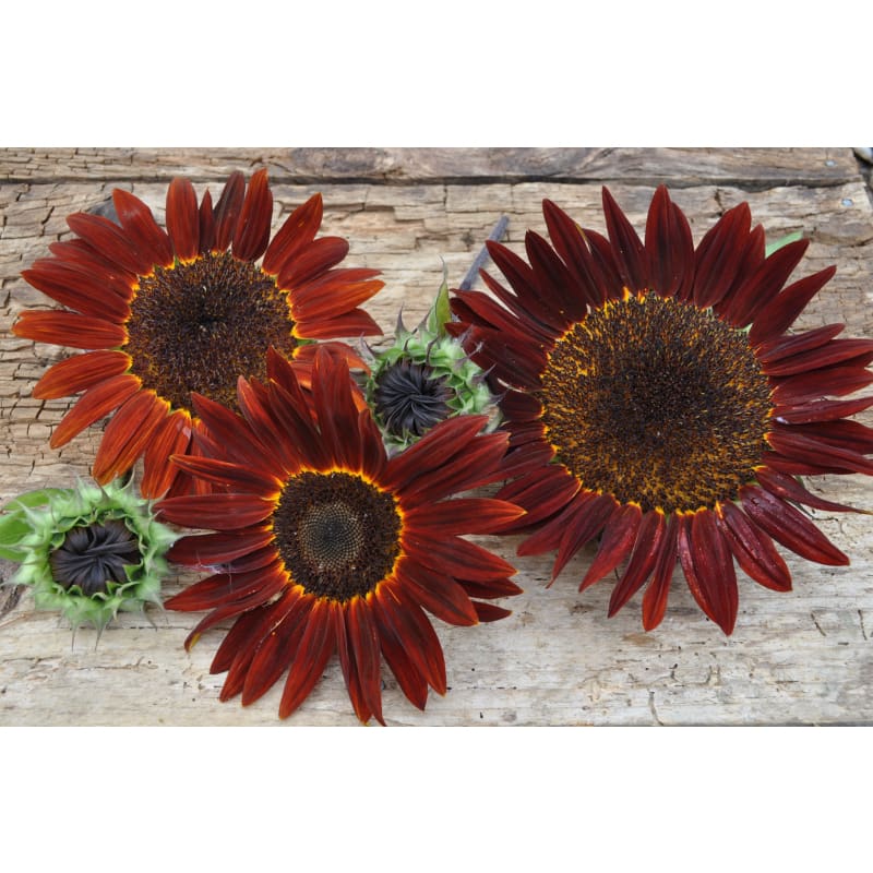 Chocolate Sunflower - Flowers