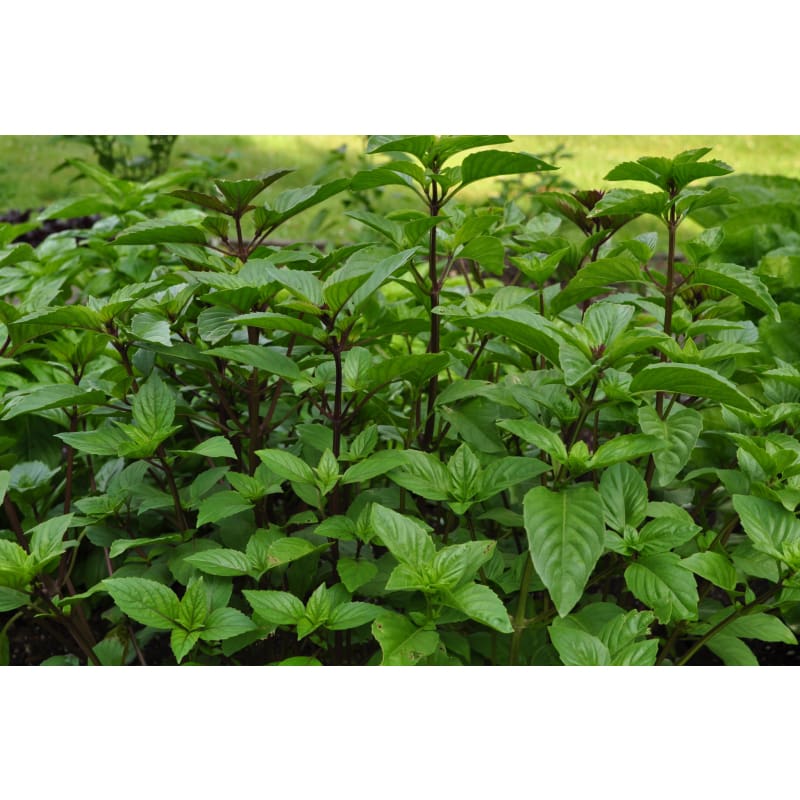 Cinnamon/ Mexican Basil - Herbs