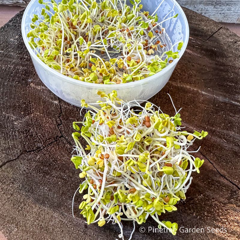 Sprouting Seeds