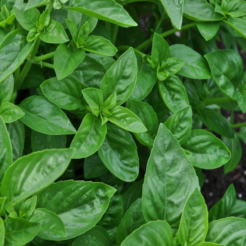 Dolce Fresca Basil - Herbs