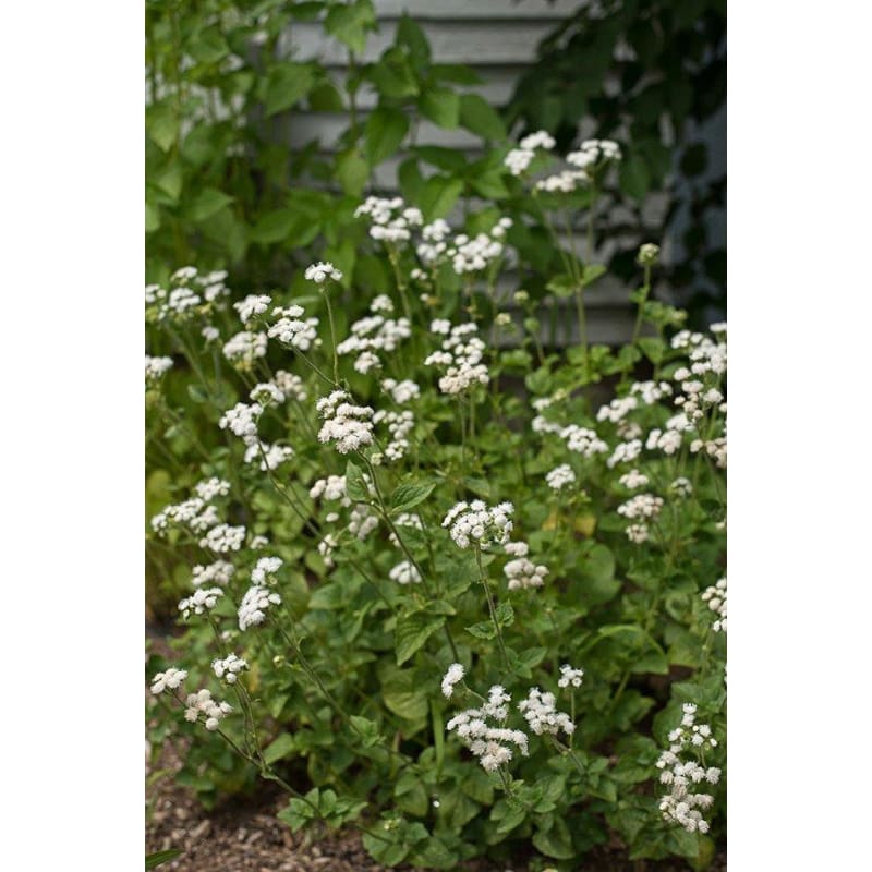 Dondo White Ageratum - Flowers