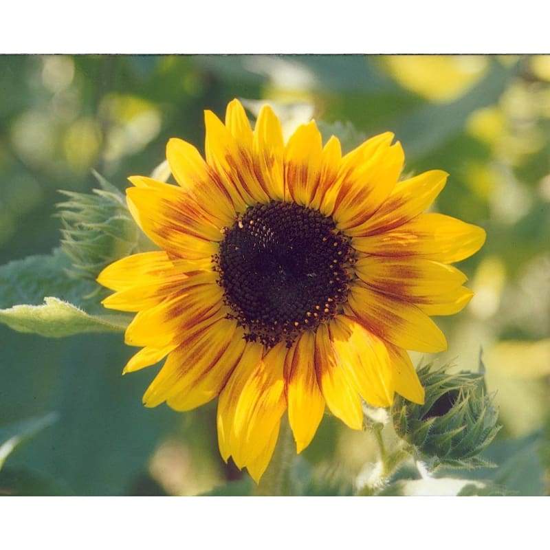 Dwarf Music Box Sunflower - Flowers