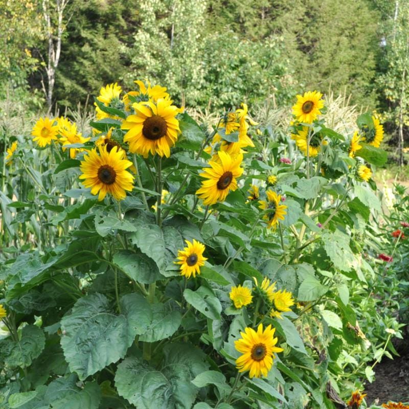 Dwarf Music Box Sunflower - Flowers