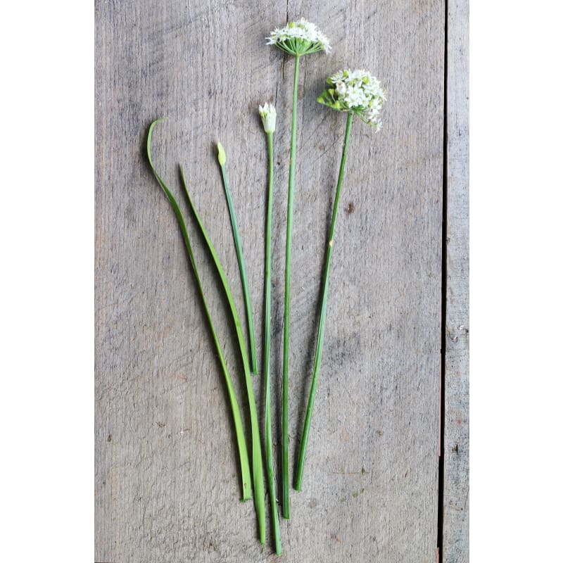 Geisha Garlic Chives (Organic) - Herbs