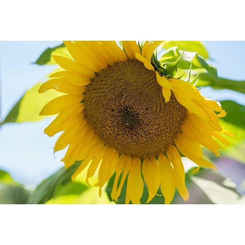 Giant Gray Stripe Sunflower - Flowers