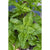Lettuce Leaf Basil - Herbs