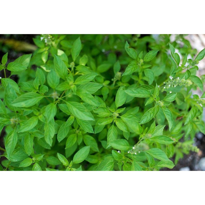 Lime Basil - Herbs
