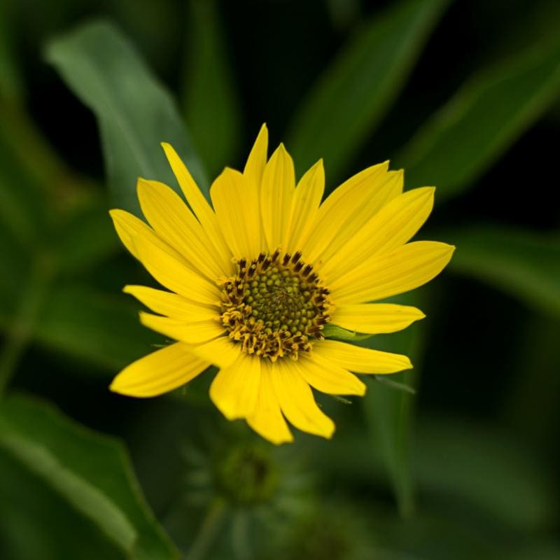 Maximilian Sunflower - Flowers