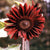 Moulin Rouge Sunflower - Flowers