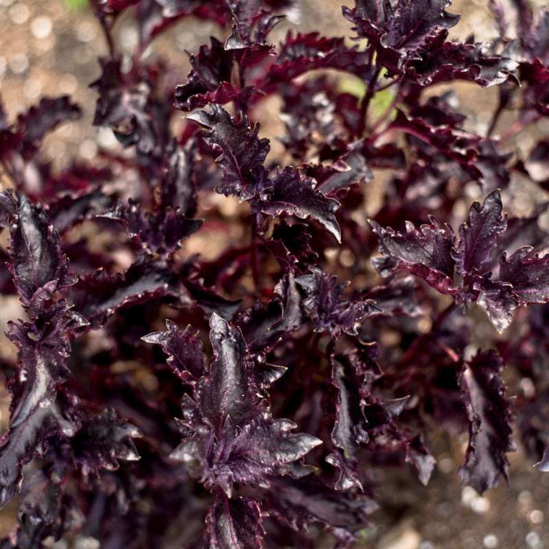 Purple Ruffles Basil - Herbs