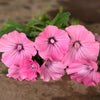 Silver Cup Lavatera - Flowers