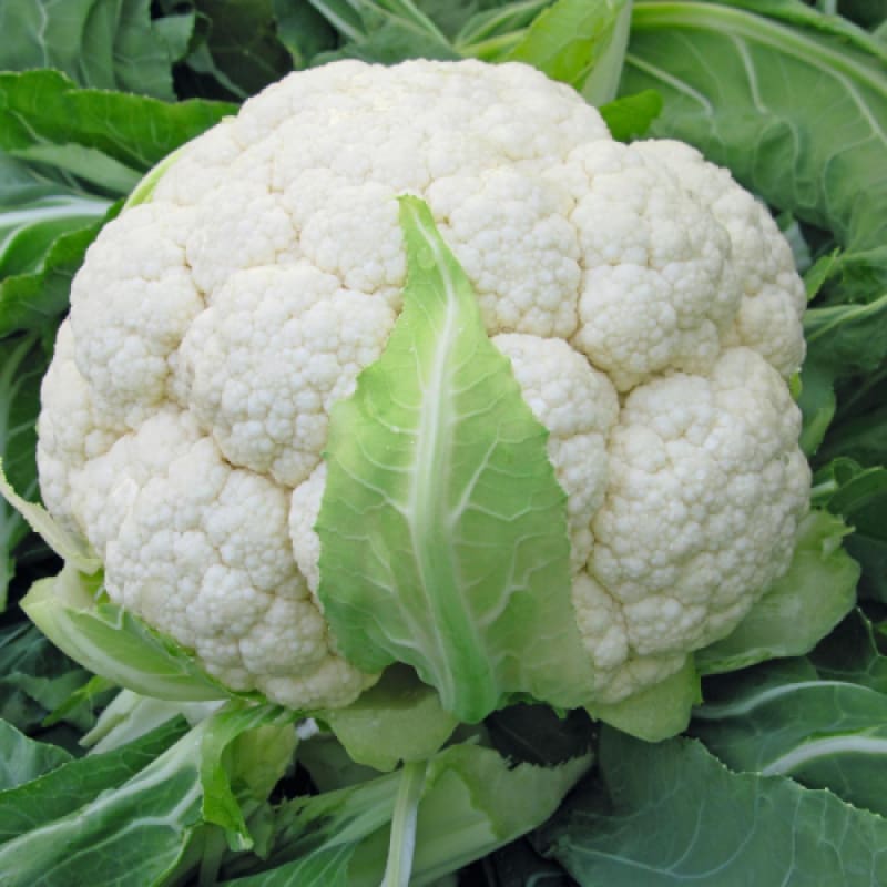 Skywalker Cauliflower (F1 Hybrid 80 Days Organic) - Vegetables