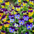 Sorbet Mix Viola - Flowers