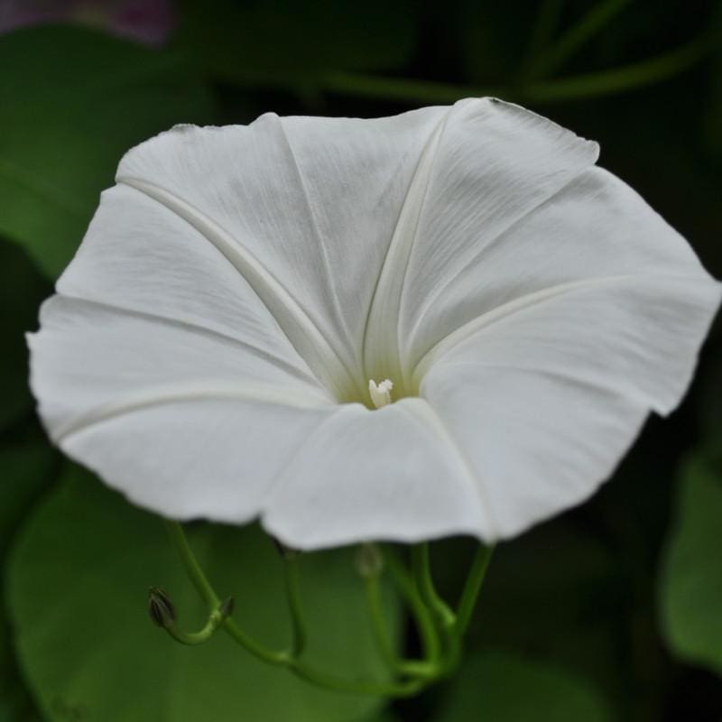 White Moonflower Morning Glory - Flowers